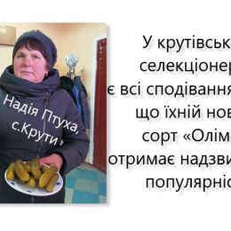 Новий сорт огірків, який винайшли на Чернігівщині, плодоносить 65 днів