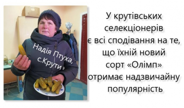 Новий сорт огірків, який винайшли на Чернігівщині, плодоносить 65 днів