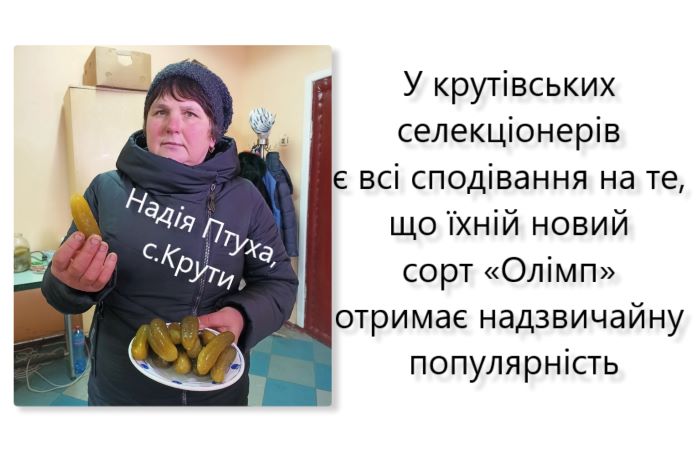 Новий сорт огірків, який винайшли на Чернігівщині, плодоносить 65 днів
