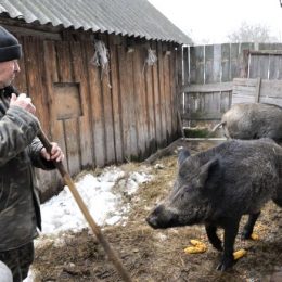 Завели диких кабанів, а тепер вимушені продавати