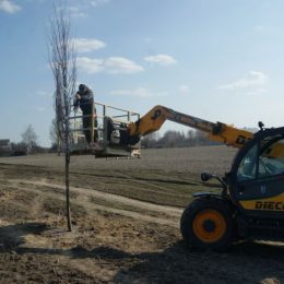 Як на Бобровиччині викорчовують дерева вздовж доріг