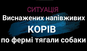 Знесилені корови валялись серед ферми. Деяких із них тягали собаки