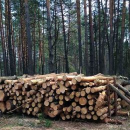 Стратегічний запас Чернігівщини — деревина