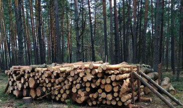 91 млн грн збитків — у лісовій сфері за 4 місяці