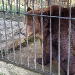 Ведмедя-невільника вилучили — тепер він на реабілітації