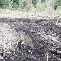300 дерев на мільйон гривень знищили у заказнику