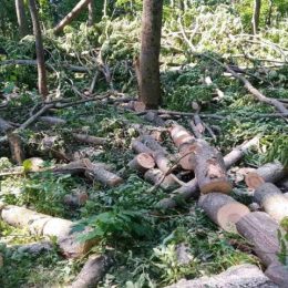 Незаконною вирубкою дерев завдали збитків на 600 тисяч гривень