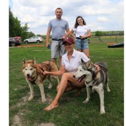13 дорослих собак Хаскі тримає подружжя на Чернігівщині