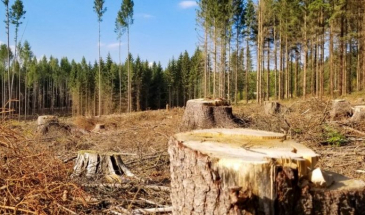 48 млн гривень збитків завдано екології