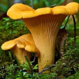 Лисички Полісся: що варто знати про цей гриб?