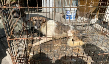 69 котів і собак жінка морила голодом у своїй квартирі