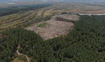 Незаконна вирубка дерев завдала збитків довкіллю на 39 млн грн