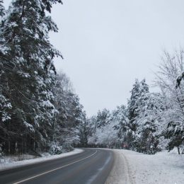 У Чернігові розповіли про санкції за вирубки придорожніх дерев