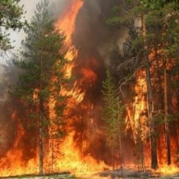 Понад 10 тисяч гектарів лісу горять у зоні Чорнобильської АЕС