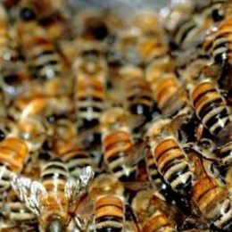 25 окупантів «вивели з ладу» українські бджоли