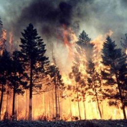 Питання мінімізації наслідків від лісових пожеж обговорили у Чернігові