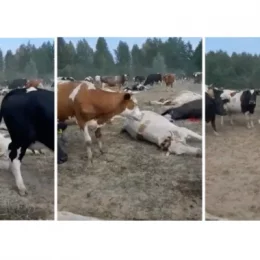 Росіяни обстріляли худобу на Чернігівщині. Багато вбитих корів