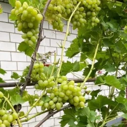 Виноград під Ніжином росте не гірше, ніж в Криму