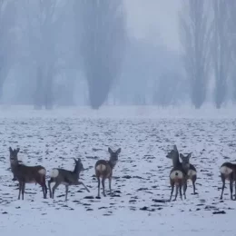 17 років – Мезинському національному парку