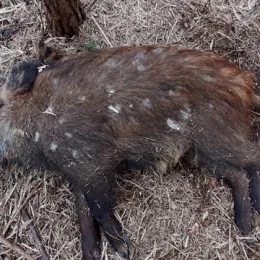 Мертвих диких свиней виявили на Ічнянщині Чернігівської області