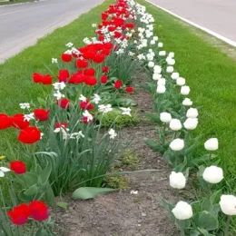 Клумби з квітами в національних кольорах Польщі