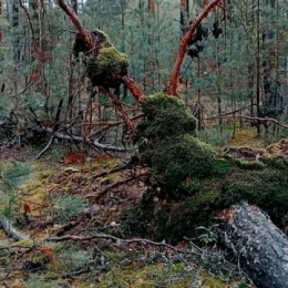 Бурий ведмідь повернувся у ліси Чернігівщини