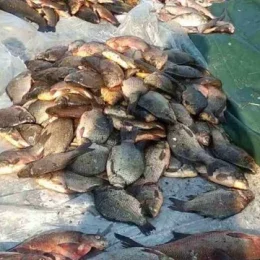 На 490 тисяч гривень збитків завдали браконьєри рибному господарству