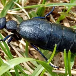 Невже отруйний жук-велетень має лікувальні властивості?