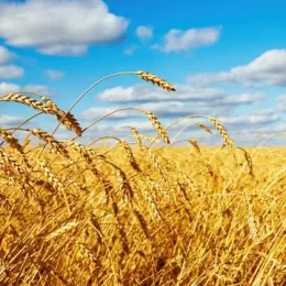 Заборонити ввозити російську пшеницю мають намір в Казахстані