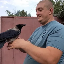 Ушкодженого птаха врятував чернігівець. Відео