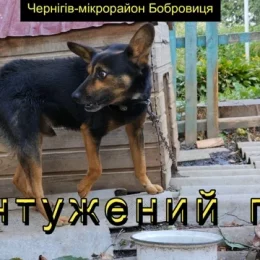 У Чернігові живе пес, який після контузії поводить себе досить дивно. Відео