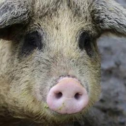 У фермера на Чернігівщині свині пасуться у природних умовах