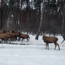 Понад 150 благородних оленів з’явилися на Чернігівщині