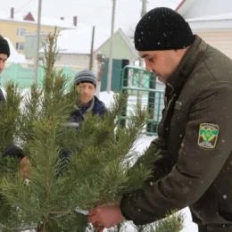 Лісівники у Чернігівській області відкрили ялинковий ярмарок