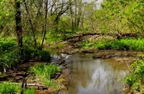 Водно-болотні угіддя Мезинського природного парку – неповторне багатство Чернігівщини