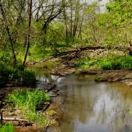 Водно-болотні угіддя Мезинського природного парку – неповторне багатство Чернігівщини