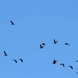 Велике переселення птахів вже помітили на Чернігівщині