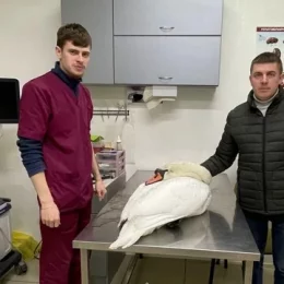 Волонтер із Чернігова врятував білого лебедя! Відео