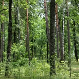 Науковці внесли пропозиції щодо ефективного відновлення лісів
