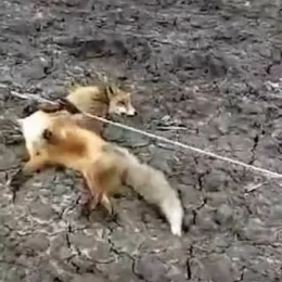 Внаслідок обриву електроліній на Чернігівщині загинуло 12 лисиць та борсук