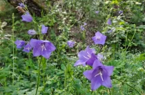 Літній квітковий бал в Мезинському парку на Чернігівщині відкривають дзвоники