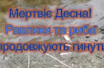 Мертвіє Десна! Равлики та риба продовжують масово гинути