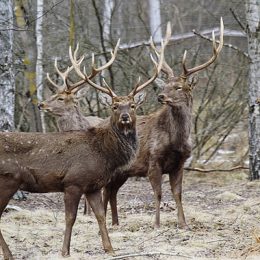 600 представників тваринного світу мешкають на 380 гектарах еко-парку Чернігівщини