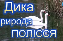 Оторингологи дали поради щодо годівлі диких птахів, зокрема, лебедів