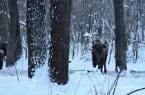 У прикордонному регіоні допомагають вижити червонокнижним зубрам