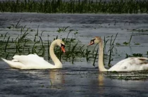 Водно-болотні угіддя Мезинського природного парку – неповторне багатство Чернігівщини