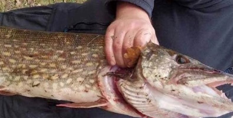 Рибалки спіймали монстра вагою 6 кг