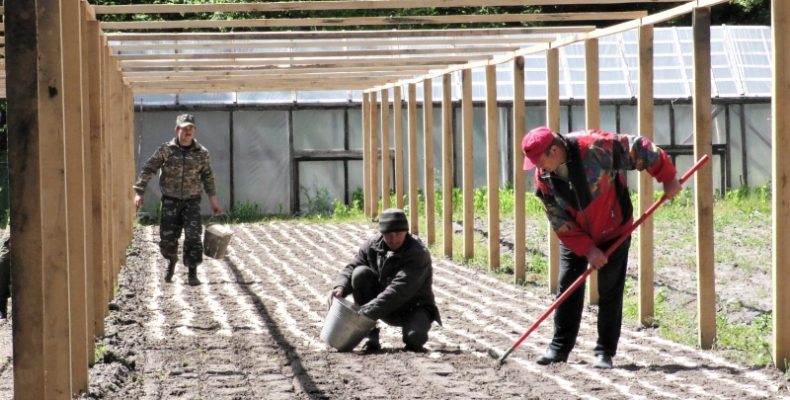 Лісові культури вирощують в урочищі «Базарщина»