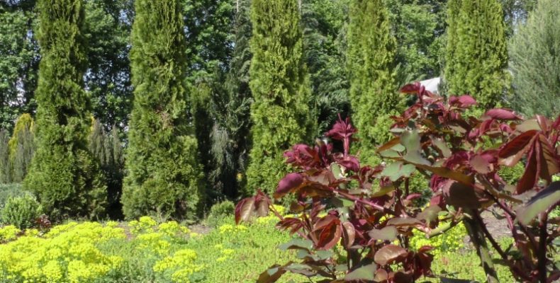 Берестовецьке лісництво: дбайлива рука господарів