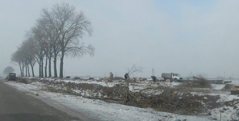 Розчищають старі дерева вздовж траси біля Бобровиці